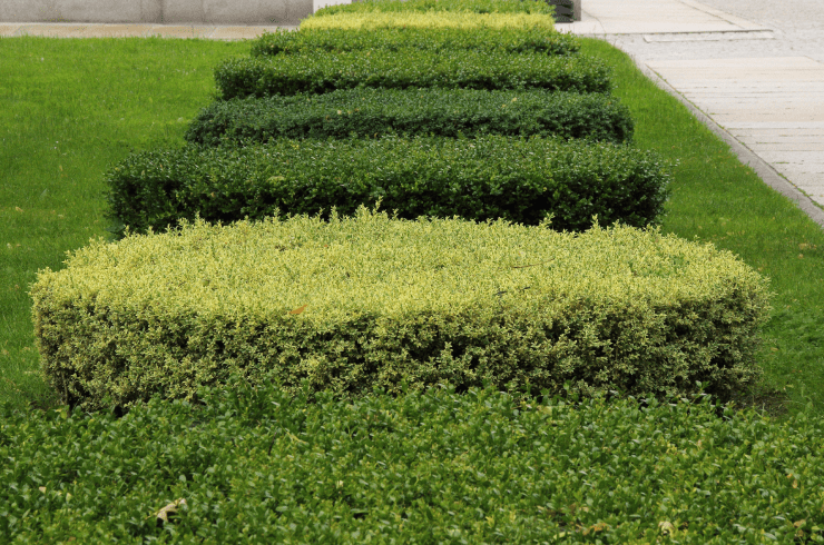 Crowned Landscaping